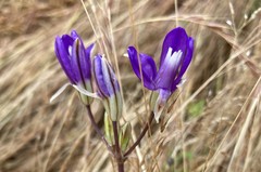 Brodiaea rosea rosea