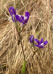 Brodiaea rosea rosea