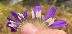 Brodiaea rosea rosea