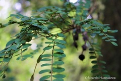 Sophora cassioides