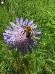 Megachile willughbiella