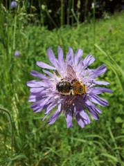 Megachile willughbiella