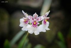 Vandoideae