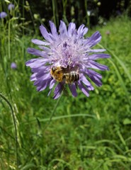Megachile willughbiella