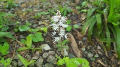 Tiarella austrina