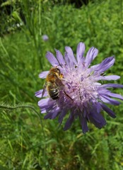 Megachile willughbiella