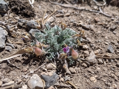 Oxytropis oreophila