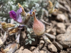 Oxytropis oreophila
