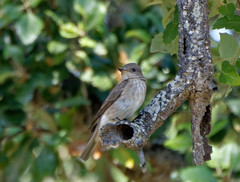 Muscicapa striata tyrrhenica
