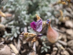 Oxytropis oreophila