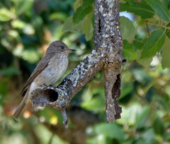 Muscicapa striata tyrrhenica