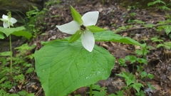 Trillium simile