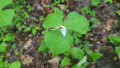 Trillium simile