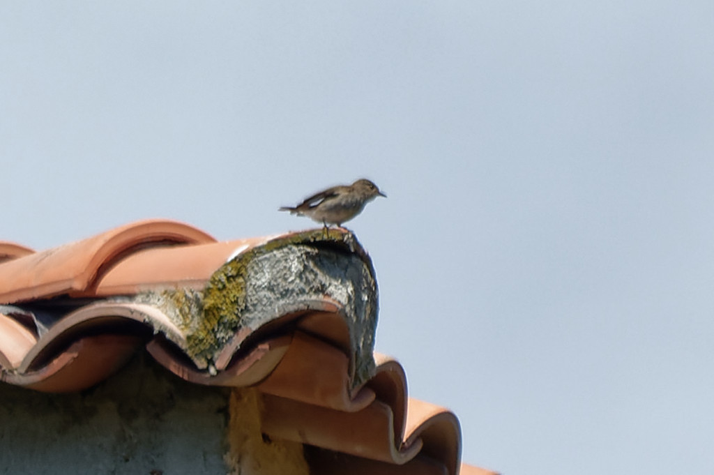 Gobe-mouche gris