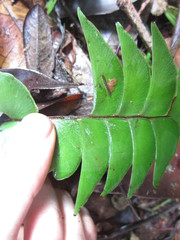 Lindsaea falcata