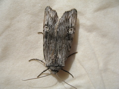 Lithomoia germana