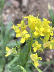 Draba streptocarpa