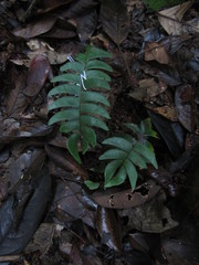 Lindsaea falcata