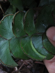 Lindsaea falcata