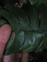 Lindsaea falcata