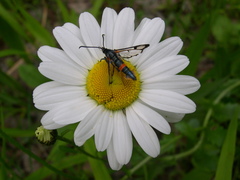 Synanthedon culiciformis
