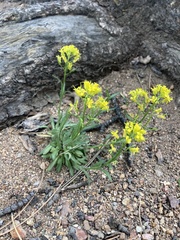 Draba streptocarpa