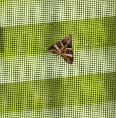 Melipotis perpendicularis