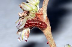 Callophrys affinis homoperplexa