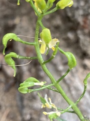 Draba streptocarpa