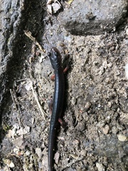 Plethodon shermani