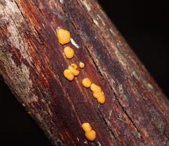 Trichoderma nothescens