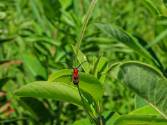 Tetraopes melanurus