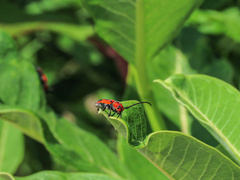 Tetraopes melanurus