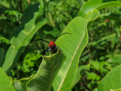 Tetraopes melanurus