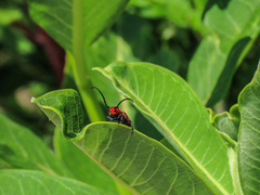 Tetraopes melanurus