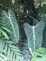 Philodendron melanochrysum