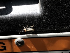 Disonycha pensylvanica