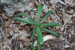 Rauvolfioideae