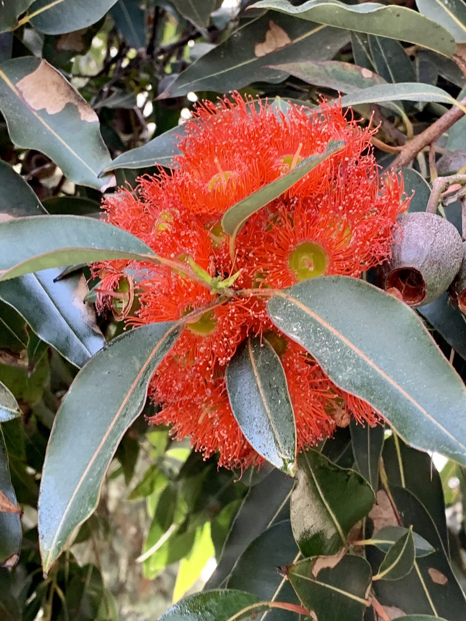 Red-flowering gum (Corymbia ficifolia) · iNaturalist