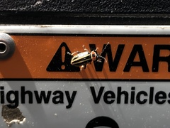 Disonycha pensylvanica