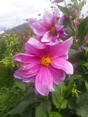 Dahlia excelsa