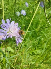 Megachile willughbiella