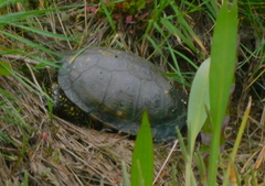 Emys orbicularis occidentalis