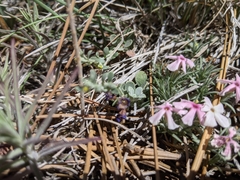 Penstemon thompsoniae thompsoniae