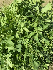 Fraxinus pennsylvanica