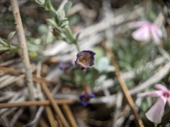 Penstemon thompsoniae thompsoniae