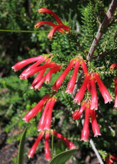 Erica versicolor