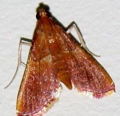 Endotricha minialis