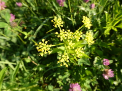 Pastinaca sativa pratensis