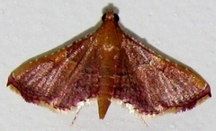 Endotricha minialis